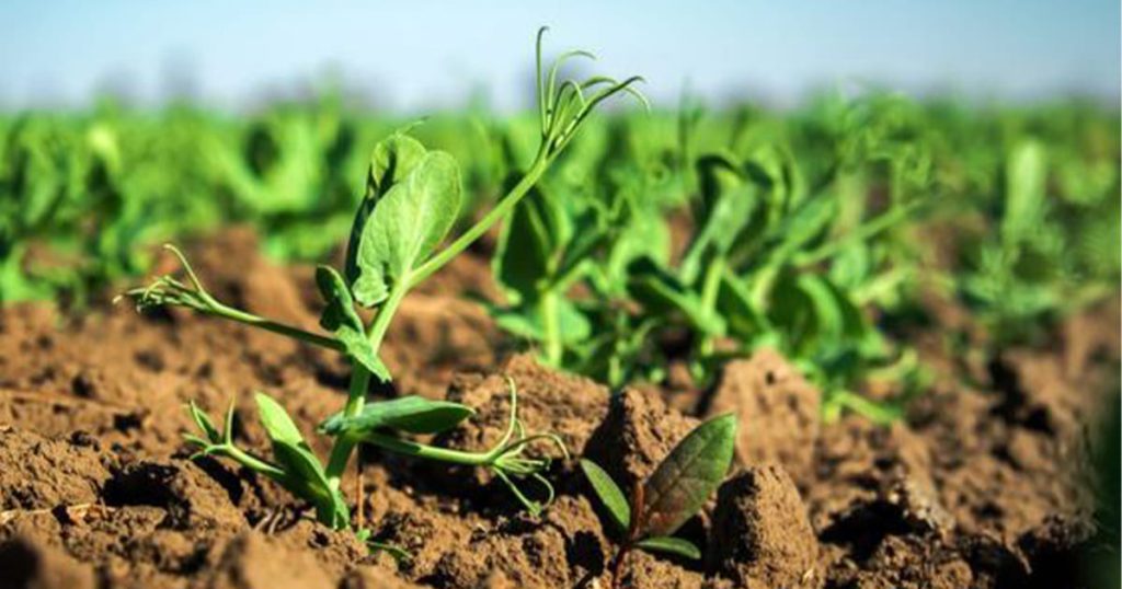 Green Manure