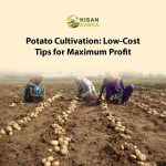 Potato Cultivation: Low-Cost Tips for Maximum Profit