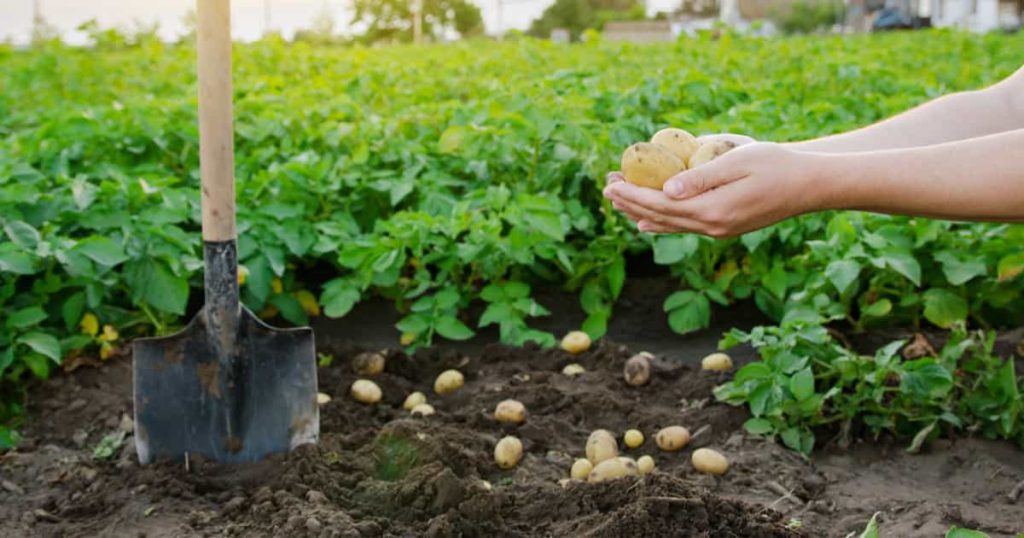 High-quality seed potatoes