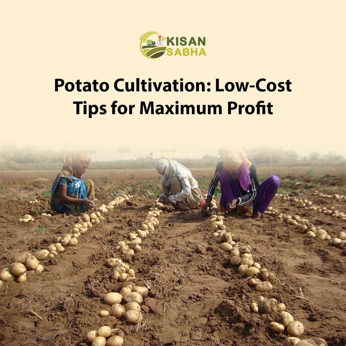 Read more about the article Potato Cultivation: Low-Cost Tips for Maximum Profit