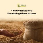 4 Key Practices for a Flourishing Wheat Harvest