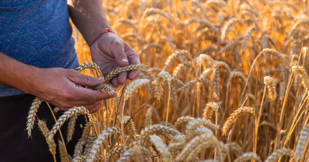 Right Wheat Variety