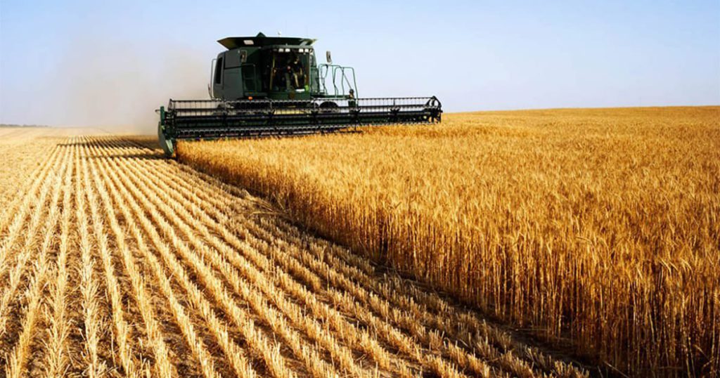 Wheat Harvest