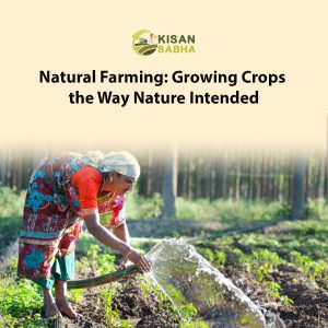 Read more about the article Natural Farming: Growing Crops the Way Nature Intended