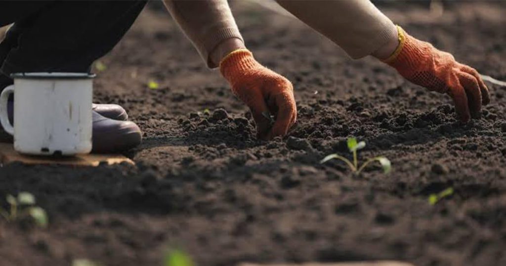 Chemical-Free Bio-Farming