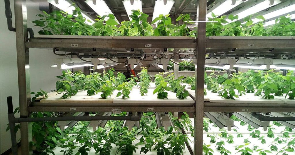 Indoor Farming