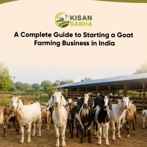 Read more about the article A Complete Guide to Starting a Goat Farming Business in India