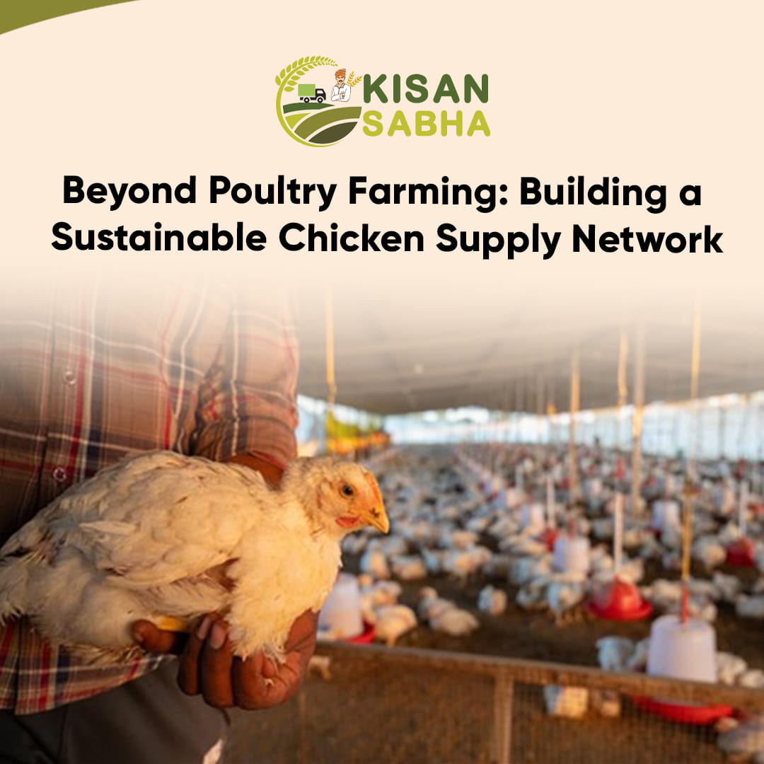 Read more about the article Beyond Poultry Farming: Building a Sustainable Chicken Supply Network