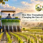 How Rice Transplanters Are Changing the Face of Farming